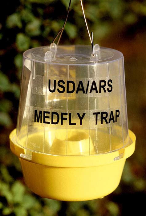 Insect trap   Wikipedia
