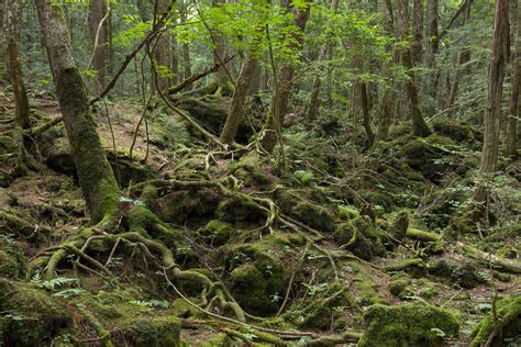 Inside Japan s  Suicide Forest  Where Logan Paul Filmed | Time