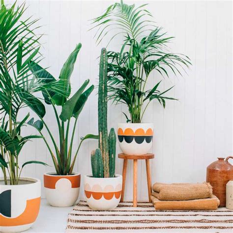 Inspiraciones para decorar con plantas de interior