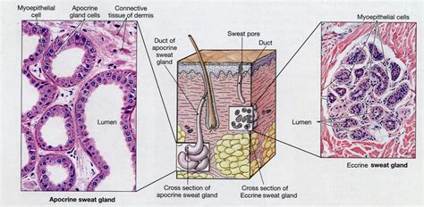 Integumentary System   Histology with Histology at ...