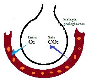 Intercambio de gases en los pulmones.