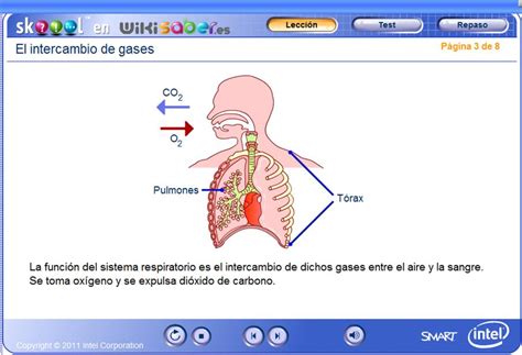 Intercambio de gases en los pulmones | Recurso educativo ...