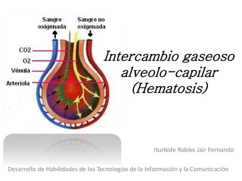 Intercambio gaseoso alveolo capilar  hematosis