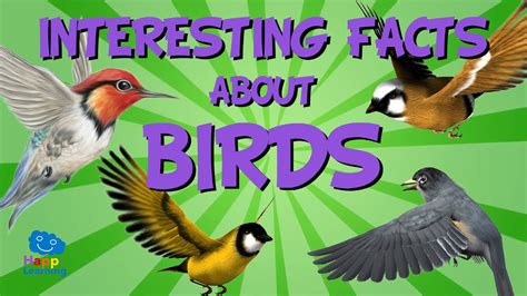 Interesting Facts about Birds | Educational Video for Kids ...