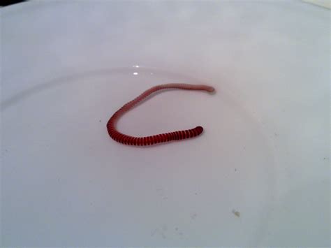 Intestinal Worms. Causes, symptoms, treatment Intestinal Worms