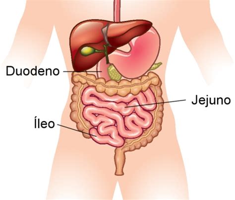 Intestino Delgado   Anatomia Humana   InfoEscola