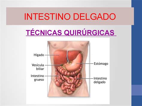 Intestino Delgado by AlvarezLucas16487   issuu