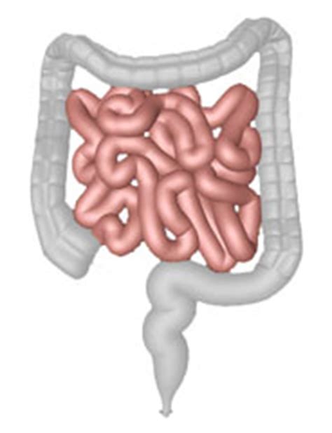 intestino delgado