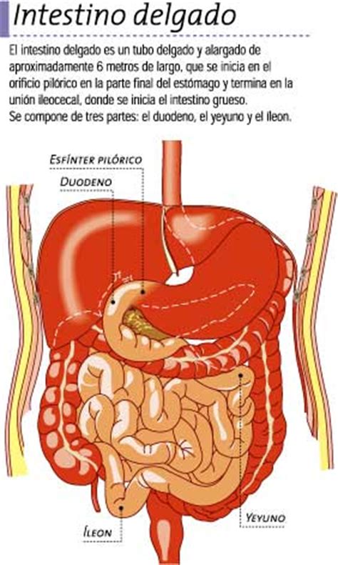 Intestino grueso e intestino delgado Icarito