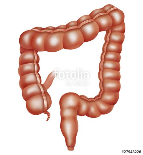 Intestino grueso  Fotos de archivo e imágenes libres de ...