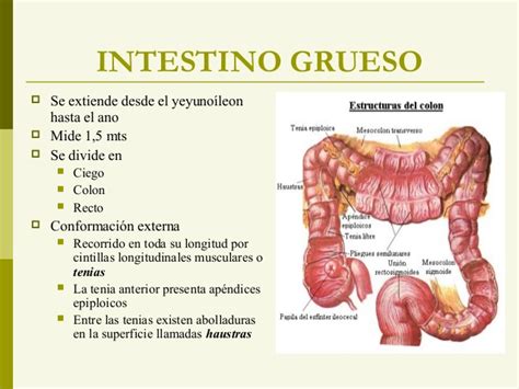 Intestino Grueso Y Delgado Related Keywords   Intestino ...
