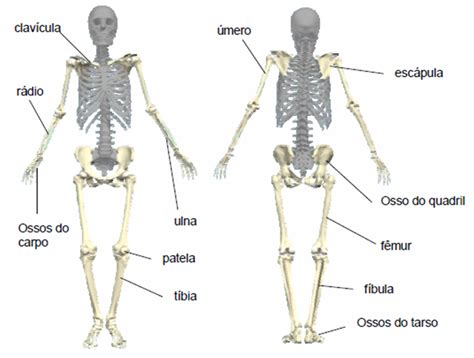 Introdução ao Sistema Esquelético   Anatomia & Fisioterapia