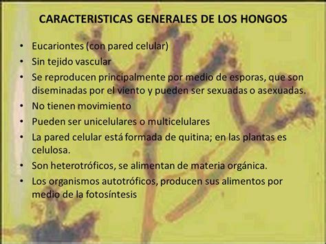 INTRODUCCION A LA MICOLOGIA MICROORGANISMOS CLINICAMENTE ...