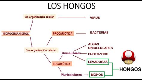 INTRODUCCIÓN A LA MICROBIOLOGÍA   Los hongos   YouTube