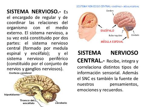 INTRODUCCIÒN El sistema nervioso central  SNC  es uno de ...