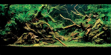 Introduction to Aquascaping : November 2012