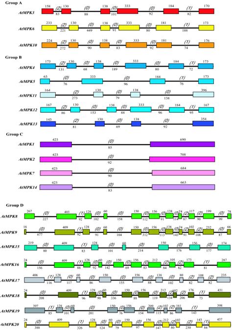 Intron and exon organization of Arabidopsis MAPK genes ...