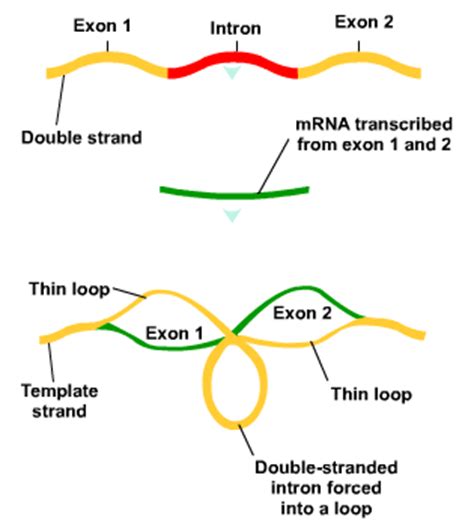 Introns and Exons | S cool, the revision website