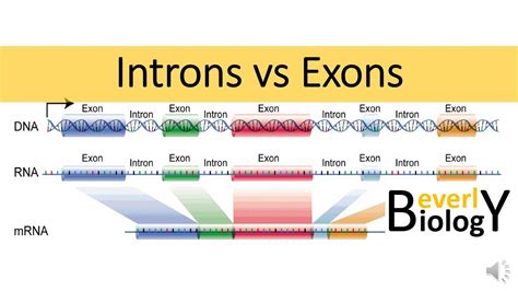 Introns vs Exons   YouTube