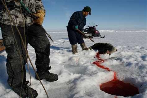 Inuit Seal Hunting_03.JPG | Nadav Neuhaus