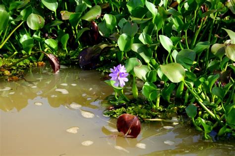 Invasive floating plants on the Kinabantagan River