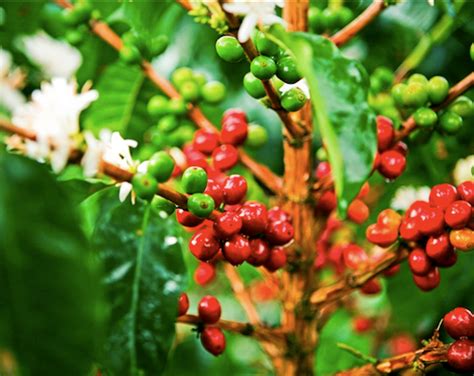 Investigación del Genoma del café, clave para la ...