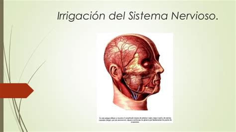 Irrigacion del sistema nervioso