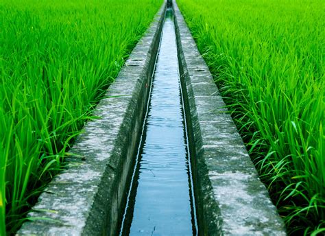 Irrigation Definition and Uses in Organic Farming