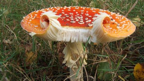 Is fungi prokaryotic or eukaryotic? | Reference.com