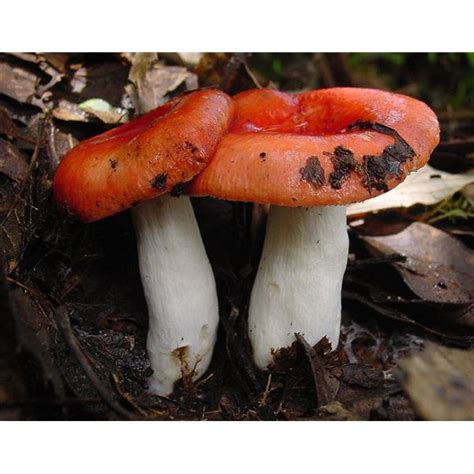 Is Fungus Good or Bad? Interesting Facts About Fungi