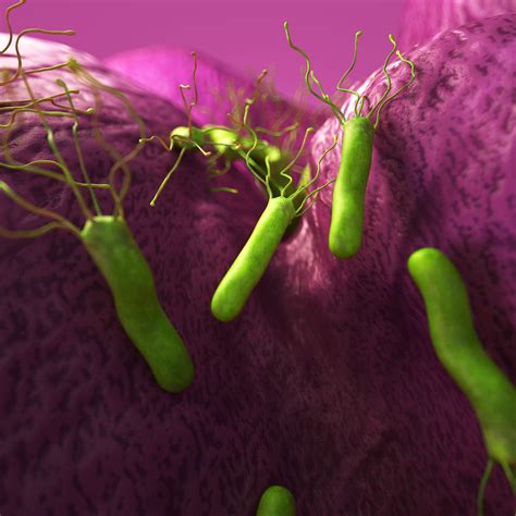 Is H Pylori Responsible for Bad Flatulence?   The People s ...