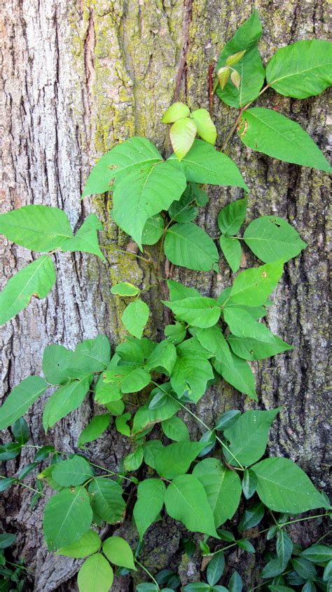 Is THIS Poison Ivy? | Minnesota Gardener Magazine Web Articles