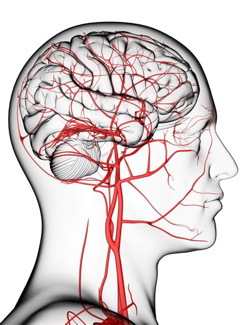 Isquemia cerebral: qué es, causas, síntomas, tratamientos ...