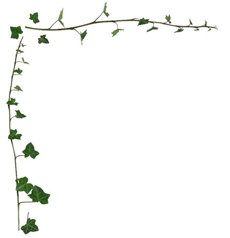 Ivy clipart transparent   Pencil and in color ivy clipart ...
