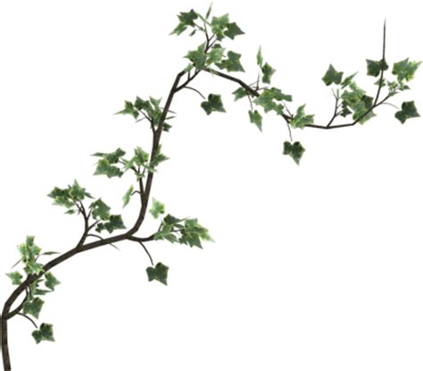 Ivy Vine Png Clipart #43664   Free Icons and PNG Backgrounds