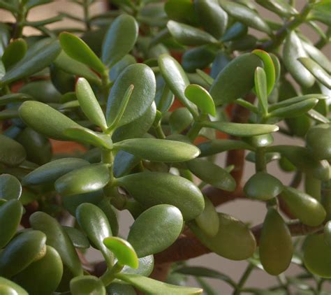 Jade Plant, crassula argentea | Statue Tree