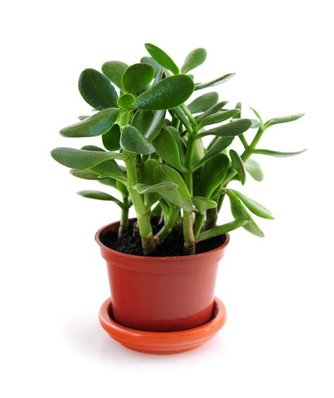 Jade Plants: How to Plant, Grow, and Care for Jade Plants ...