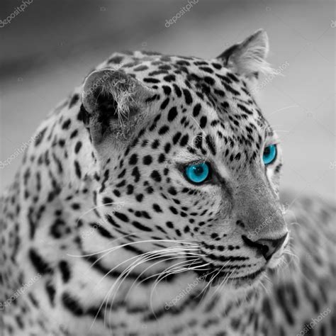 Jaguar blanco y negro — Foto de stock © piyagoon #66495693
