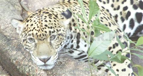 Jaguar, especie endémica de Chiapas