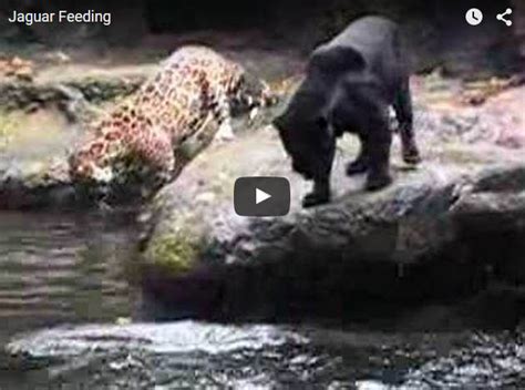 Jaguares comiendo en un zoologico