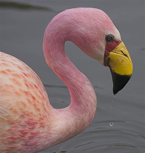 James s Flamingo  Phoenicopterus jamesi  drip | A drip in ...