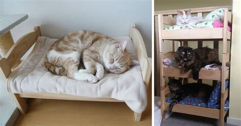 Japanese Cat Owners Re Purposed IKEA’s Doll Beds For Cats