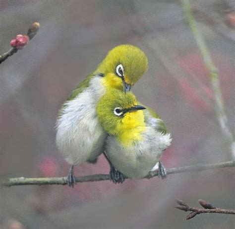 Japanese White Eye birds | Birds | Pinterest | Filipinas ...