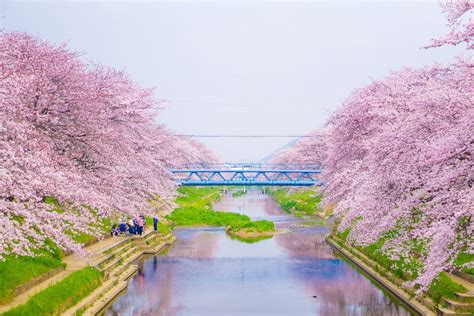 Japón con los cerezos en flor: guía para celebrar el hanami