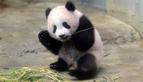 Japón: La ternura de un panda bebé paraliza a todo un ...