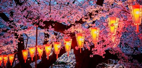 Japón: las increíbles imágenes de los cerezos por la ...