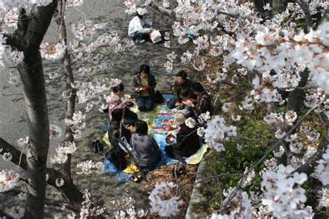 Japón recibe la primavera con el  sakura , la época de los ...