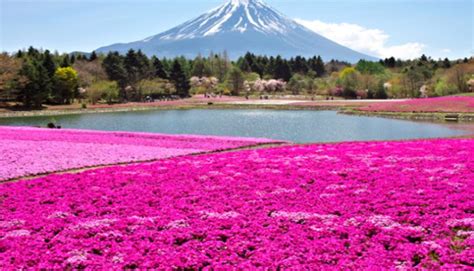 Japón se invade de color rosa cada primavera