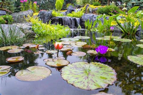 Jardin con Plantas Acuaticas Zen | Tipos y Como hacerlo