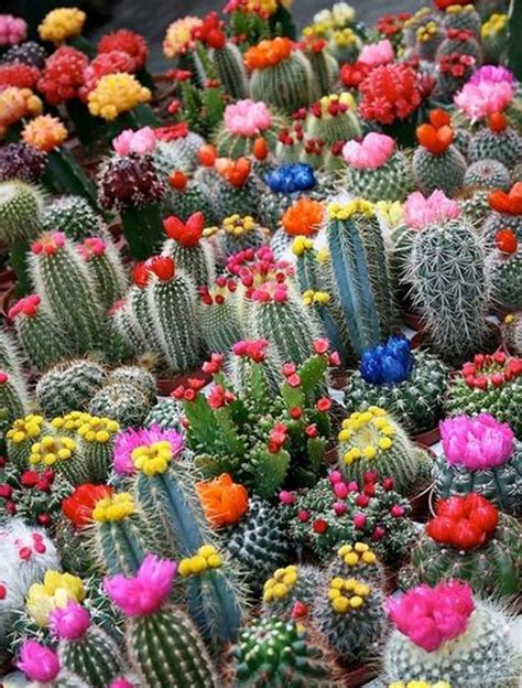 Jardin de cactus   cuarenta y nueve ideas de cómo elaborar ...